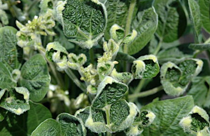 Sensores revelam como a soja responde à deriva de dicamba