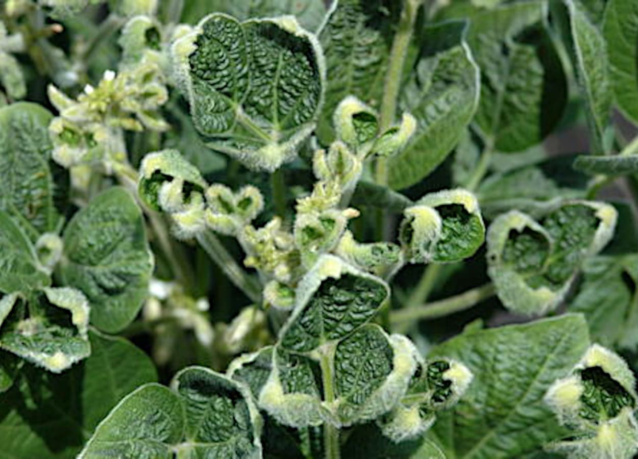 Los sensores revelan cómo responde la soja a la deriva del dicamba