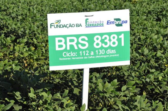 Embrapa continua desenvolvendo pesquisas para lançar variedades de soja convencional altamente produtivas