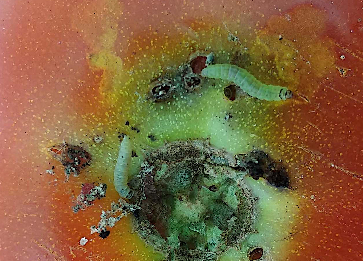 Foto:&nbsp;Sandeepkumar Jalapathi - Tamil Nadu Agricultural University