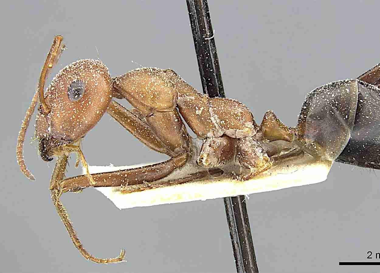 Estudo com Cataglyphis velox mostra aumento de 25 vezes no intervalo antes de nova saída em busca de alimento