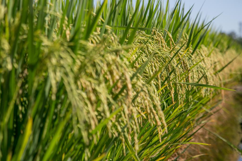 Federarroz comemora abertura de mercados para o arroz em 2019
