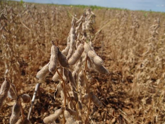 Valor da Produção Agropecuária de 2019 deverá superar o deste ano