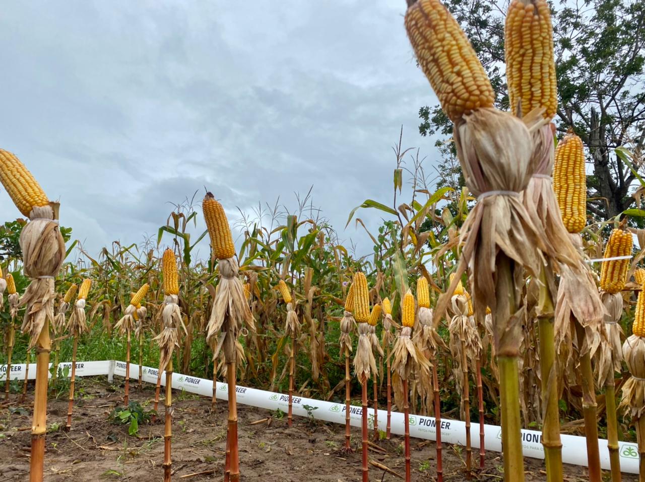 Programa Prospera completa seis anos e apresenta resultados sobre a produtividade de milho no Nordeste