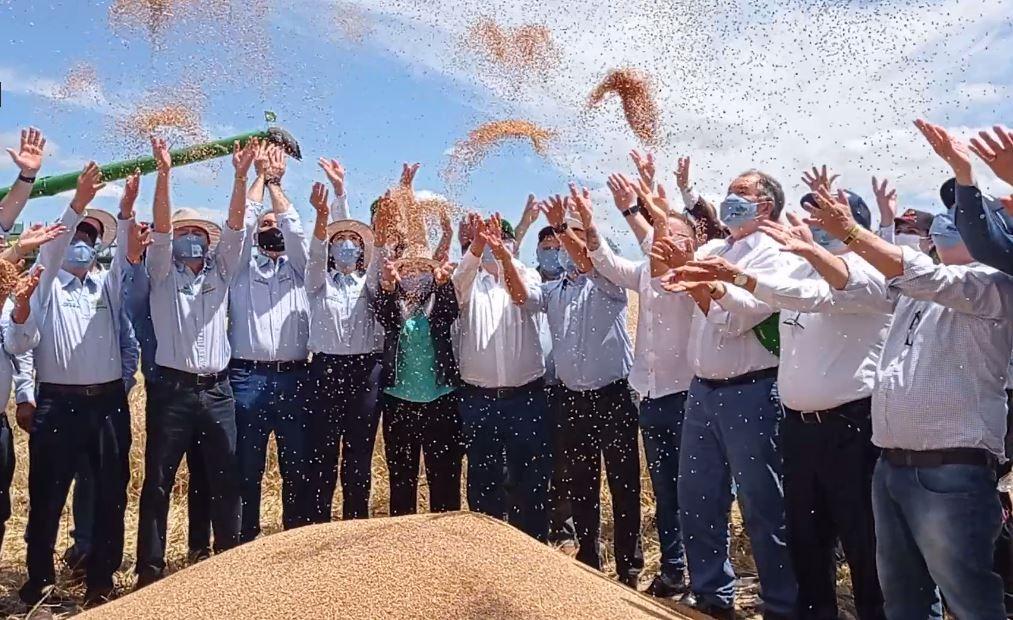 Foi aberta a colheita do trigo no Rio Grande do Sul