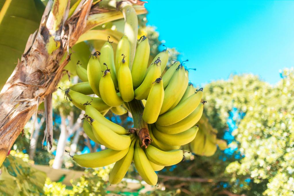 Sulfato de cálcio granulado auxilia produtores de banana a enfrentar desafios do cultivo