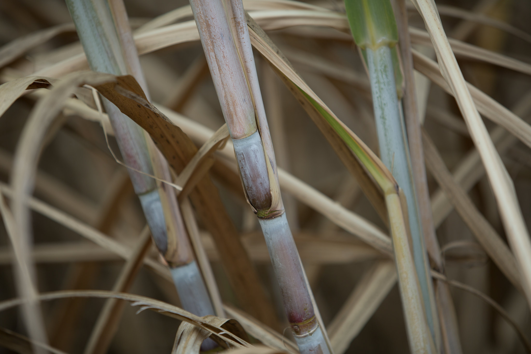 Início da safra avança e moagem da cana-de-açúcar alcança 23,82 milhões de toneladas na segunda quinzena de abril