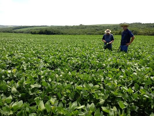 Chuvas retomam ânimo de produtores gaúchos e soja segue em desenvolvimento