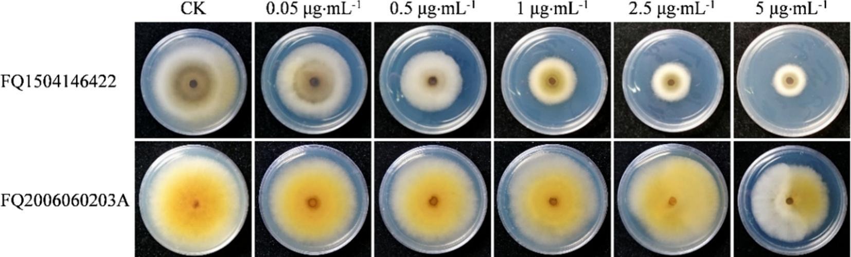 Isolados de <i>Stemphylium solani</i> sensíveis e resistentes a boscalid em placas de PDA