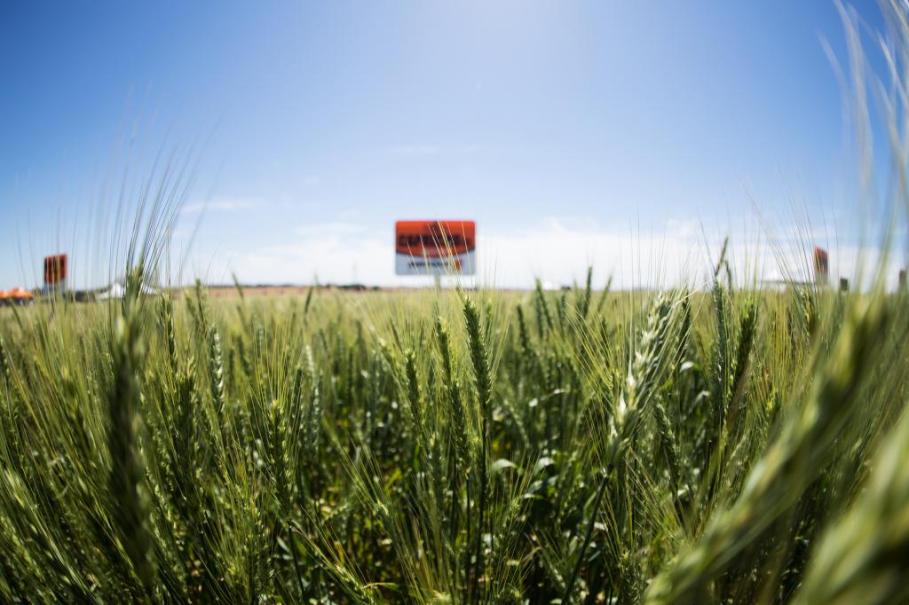 Nova tecnologia para o trigo será apresentada no Show Rural 2020