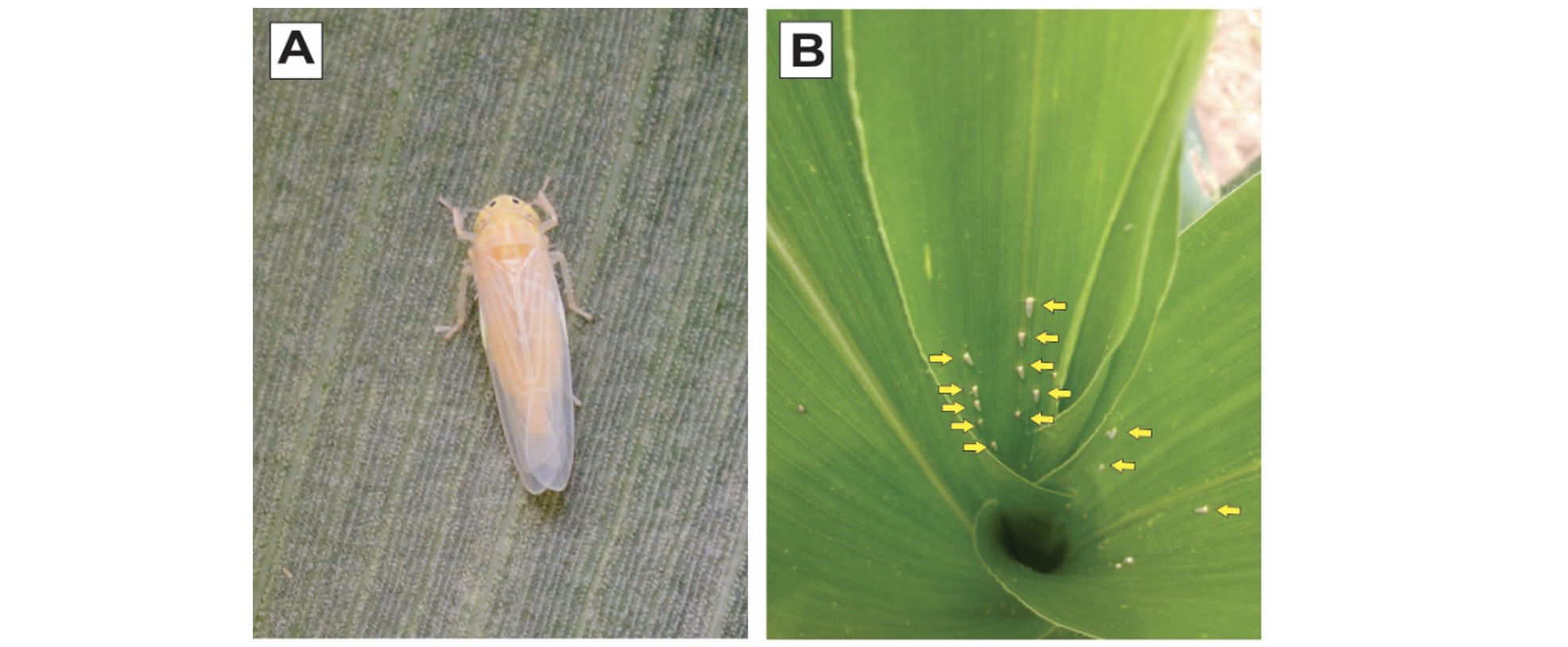 (A) Detalhe do adulto de <i>Dalbulus maidis</i> em repouso; (B) adultos presentes no cartucho da planta de milho