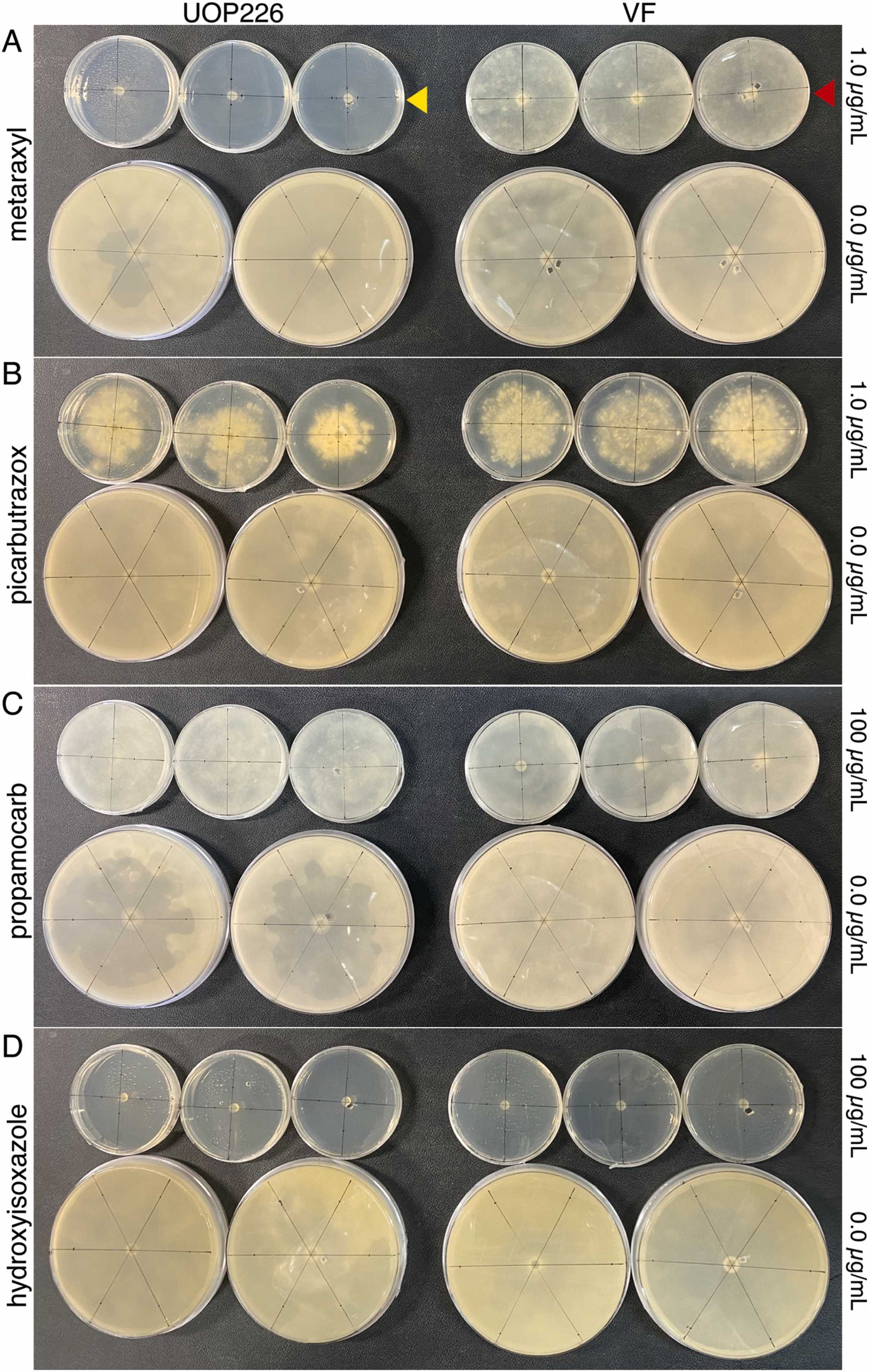 The effects of toti-like Pythium ultimum RNA virus 2 (PuRV2) elimination on fungicide sensitivity of Globisporangium ultimum UOP226. Mycelial growth of UOP226 and PuRV2-free isogenic line on potato dextrose agar (PDA) containing (A) metalaxyl, (B) picarbutrazox, (C) propamocarb, or (D) hydroxyisoxazole were photographed after incubation for 18 days -&nbsp; doi.org/10.1016/j.micres.2024.127742