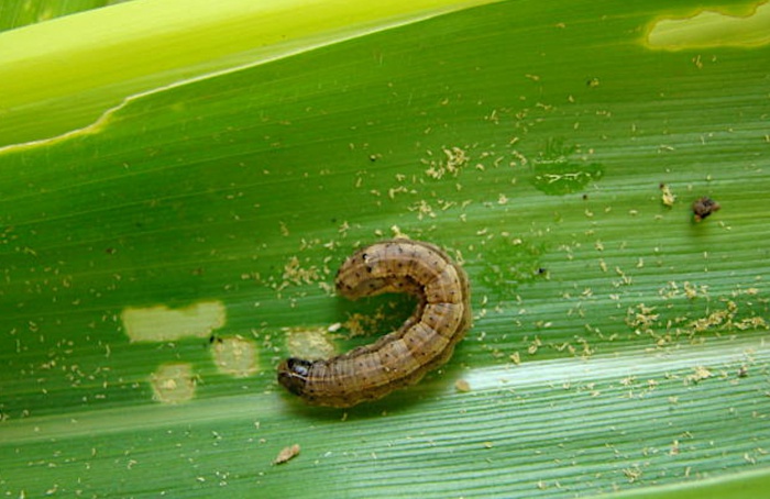 Linhagens de "Spodoptera frugiperda" acasalam em horários distintos