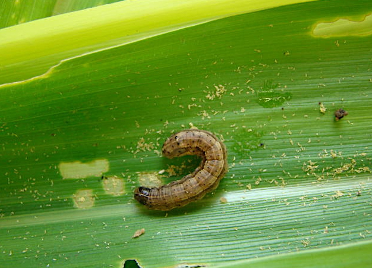 Linhagens de "Spodoptera frugiperda" acasalam em horários distintos