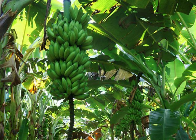 Amazonas retoma produção de banana com tecnologias