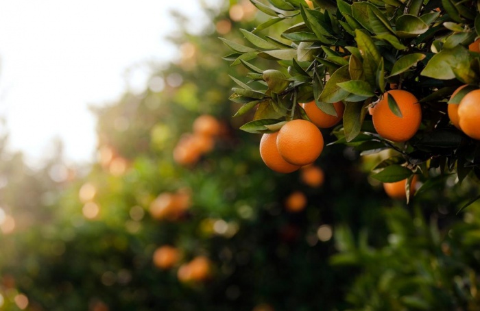 Safra de laranja 2025/26 deve crescer 36,2% em SP e MG