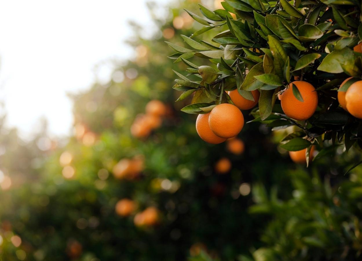 Safra de laranja 2025/26 deve crescer 36,2% em SP e MG