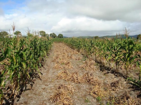 IPA é destaque em debate sobre agroecologia