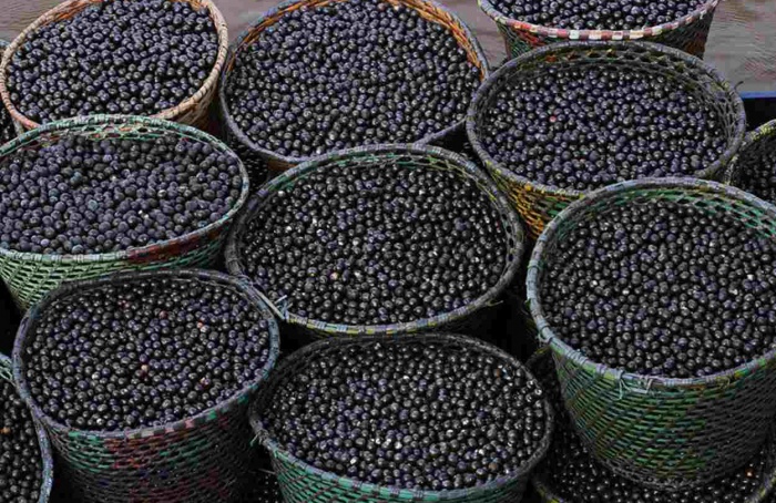 Resíduo de açaí vira nanofertilizante para milho e sorgo