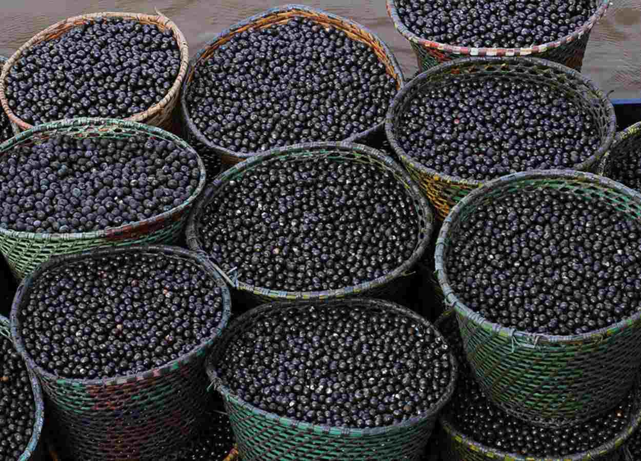 Resíduo de açaí vira nanofertilizante para milho e sorgo
