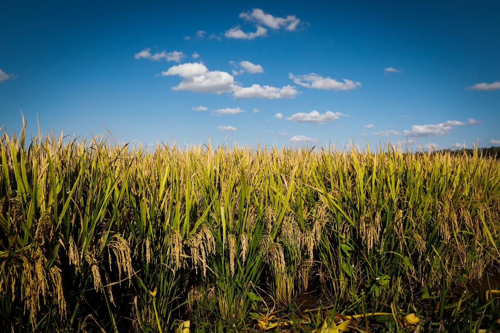 Média mensal do arroz registra sétima alta consecutiva no Brasil