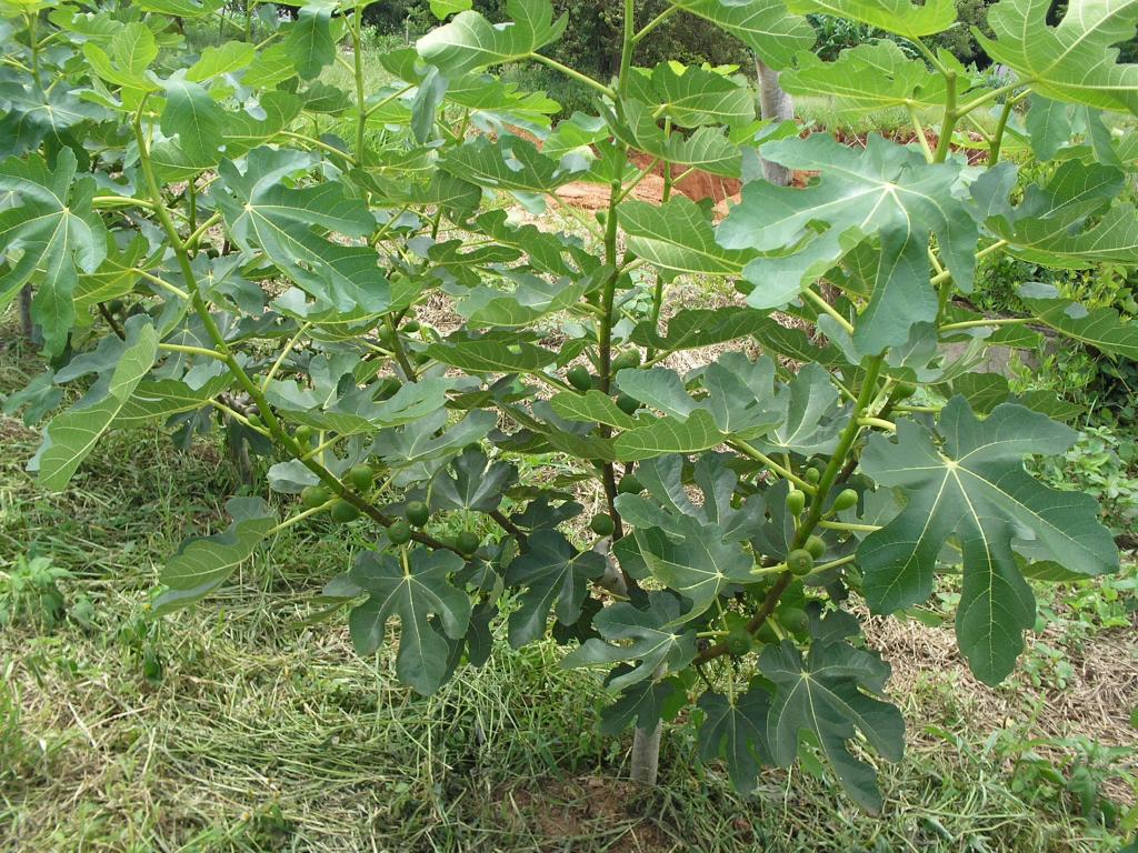 Dia de campo aborda poda e manejo de frutíferas de clima temperado