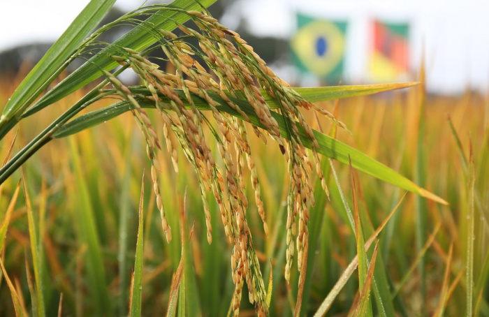 Federarroz alerta para agravamento da crise agrícola no RS