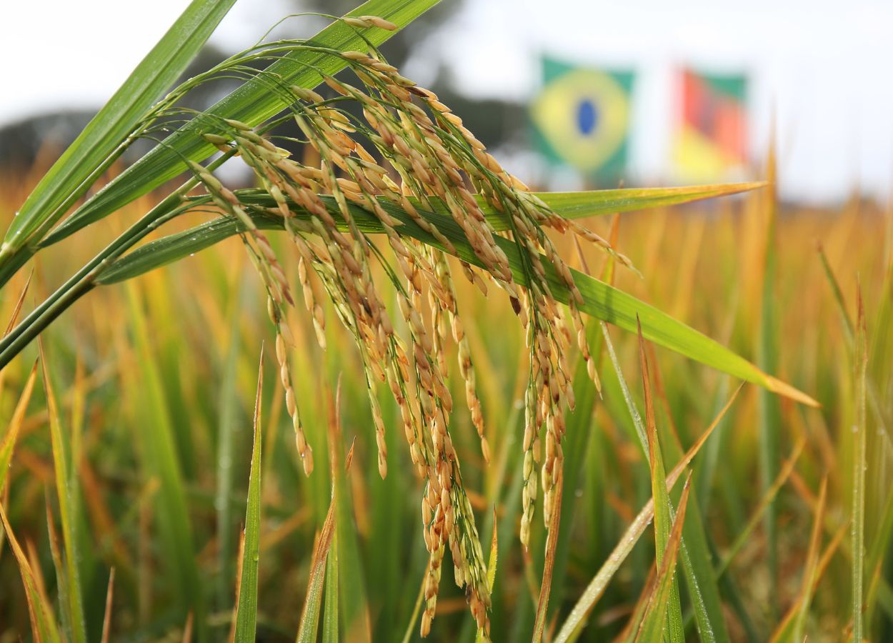 Federarroz alerta para agravamento da crise agrícola no RS