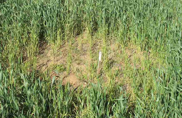 Cientistas mapeiam genoma de Rhizoctonia solani AG-8