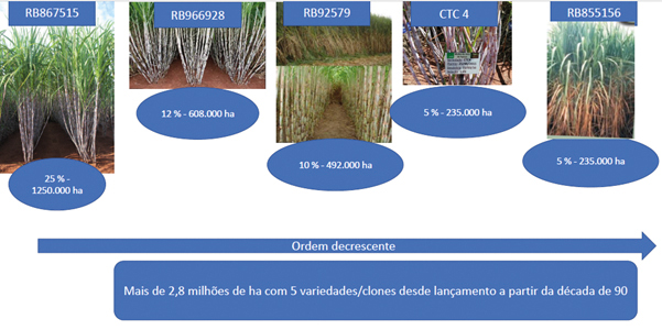Figura 8 - Clones mais plantados no Brasil até o ano de 2019