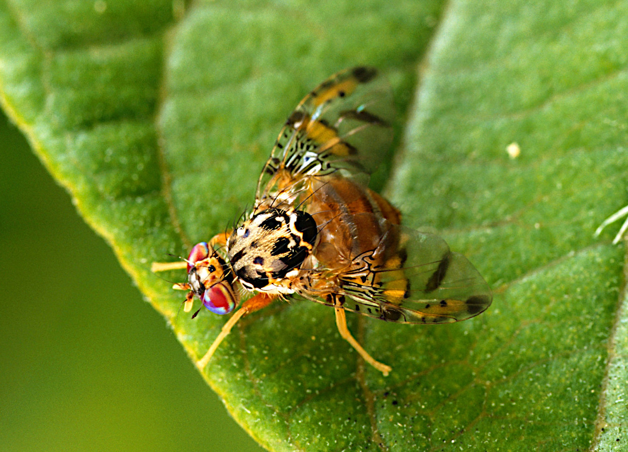 Foto:&nbsp;USDA Agricultural Research Service /  Bugwood