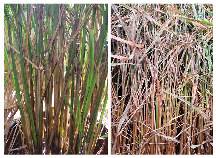 Figura 2 - Seca das folhas causada pela queima-da-bainha (Rhizoctonia solani) em arroz (A) casa de vegetação, B (Campo – Terras altas)