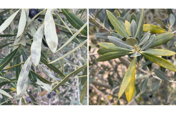 Genoma de fungo da cercosporiose da oliveira é sequenciado