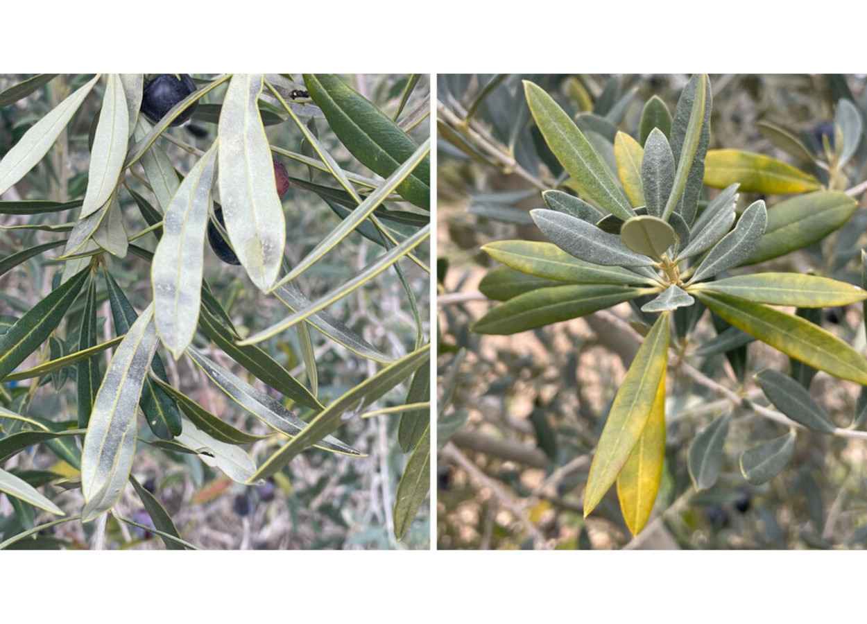 Genoma de fungo da cercosporiose da oliveira é sequenciado