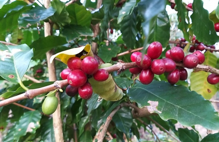 Café sombreado ganha incentivo em Santa Catarina