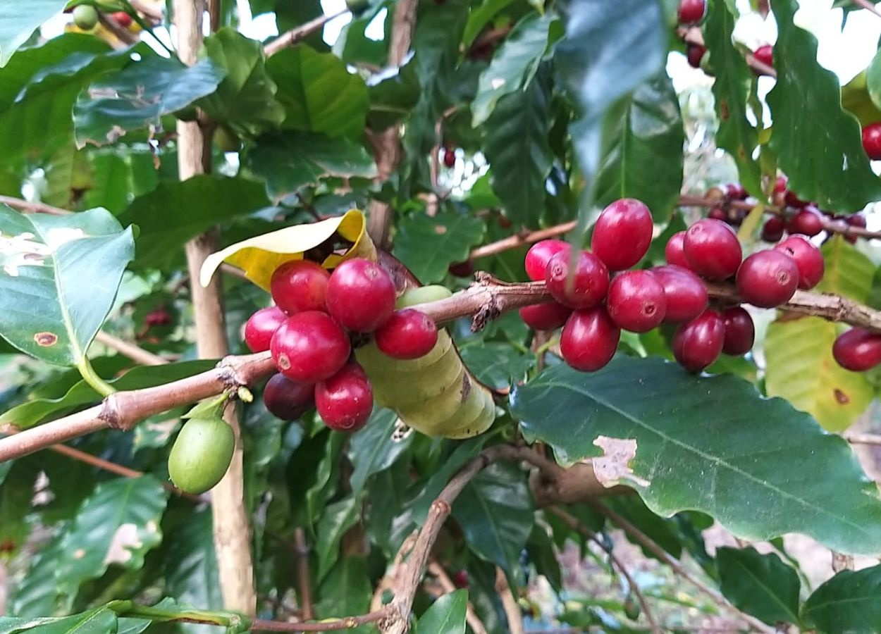 Café sombreado ganha incentivo em Santa Catarina