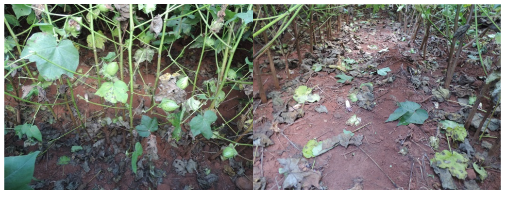 Figure 02. Symptoms of Corynespora cassiicola in cotton crops, causing defoliation. Source: Edson Pereira Borges