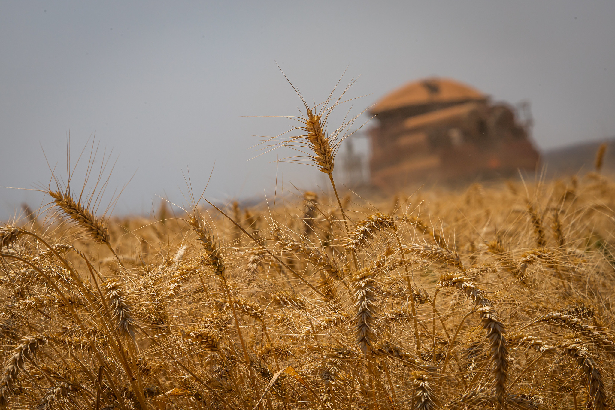 Queda do dólar e plantio da safra não seguram pressão de alta no mercado do trigo