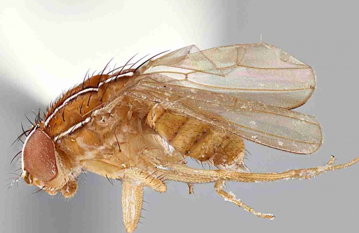 Moscas-das-frutas invasoras avançam no Pampa gaúcho