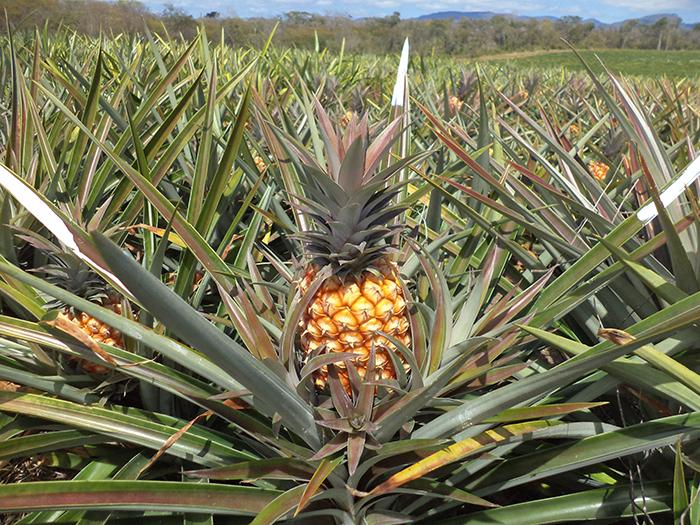 Software gratuito oferece recomendações de calagem e adubação para diversas culturas agrícolas