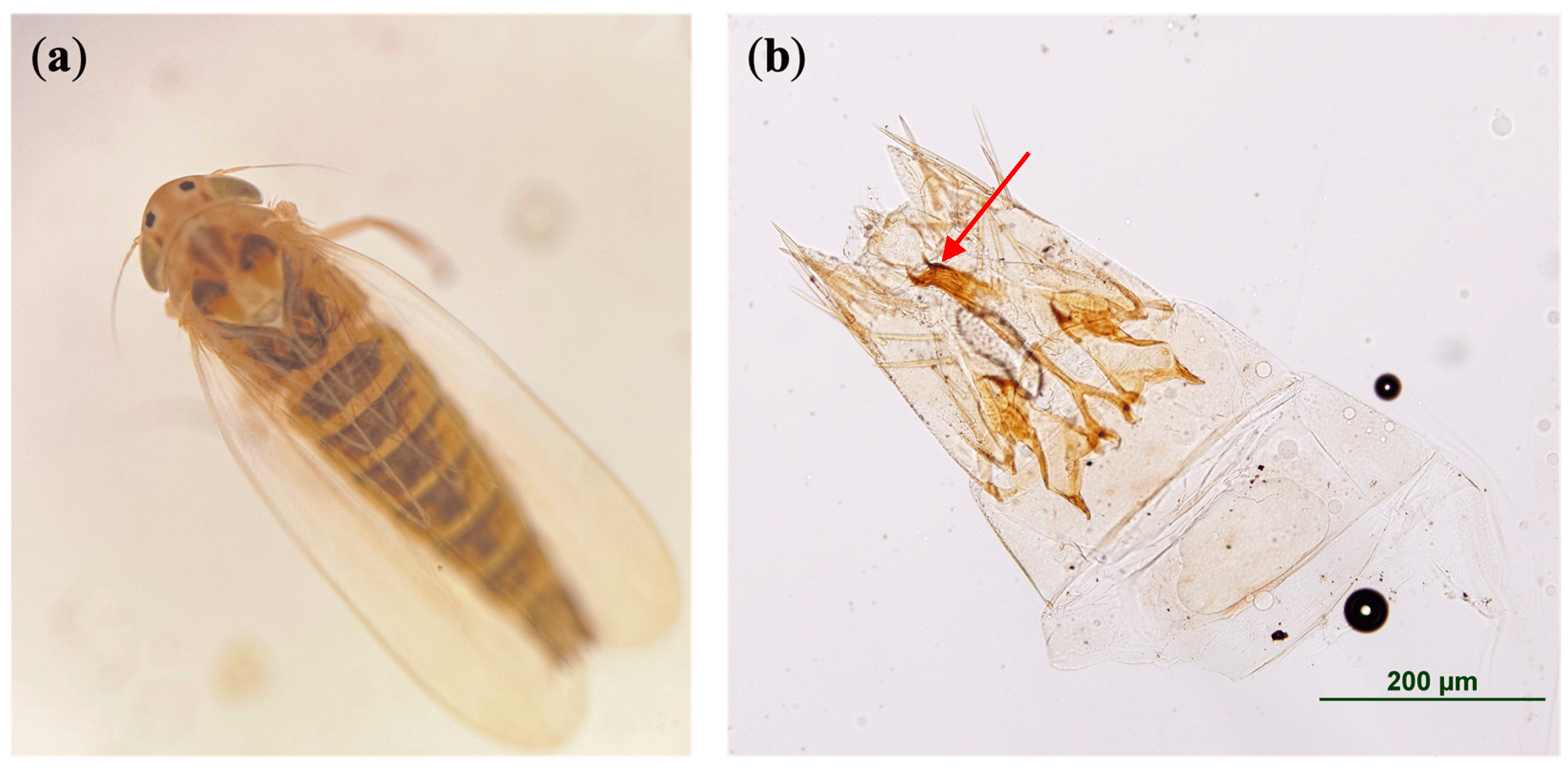 Imagens de microscópio de cigarrinha do milho: <b>(a)</b>&nbsp;vista dorsal do adulto <i>Dalbulus maidis</i>. Observe -se as duas manchas pretas entre os olhos e a ausência de manchas escuras proeminentes no pronoto; <b>(b)</b>&nbsp;vista ventral da genitália masculina de <i>D. maidis</i>. O edeago masculino desta espécie é distinto devido a dois ganchos apicais (seta vermelha) e à ausência de esclerotização da margem ventral no pigófero (último segmento do abdômen)