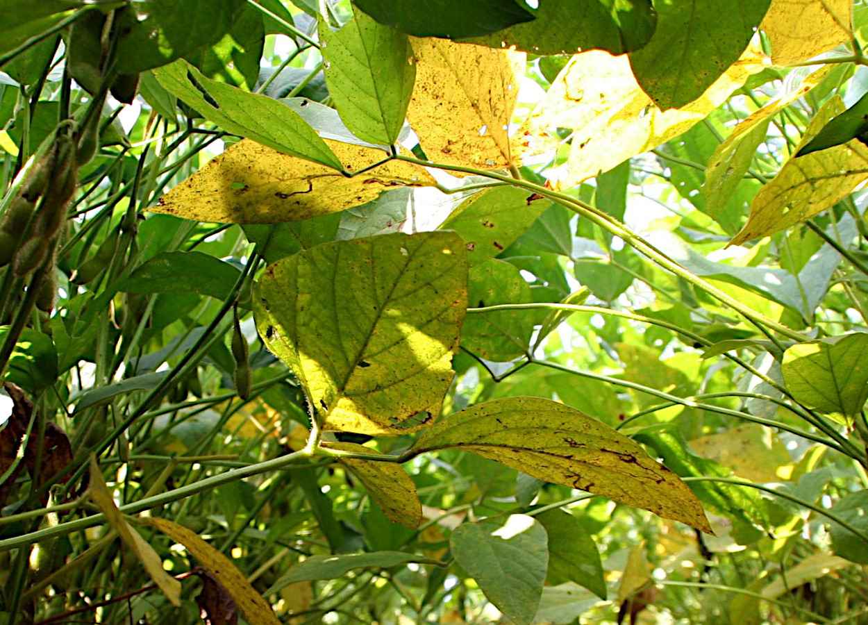 Foto:&nbsp;Daren Mueller, Iowa State University