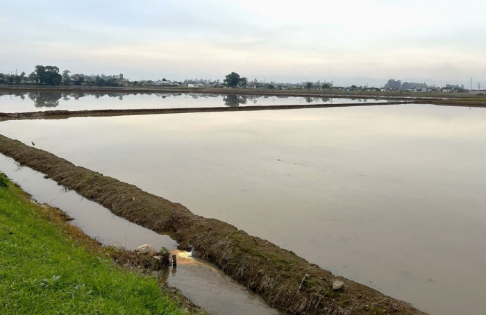 Arroz de SC inicia safra 2026/27 sob alerta climático