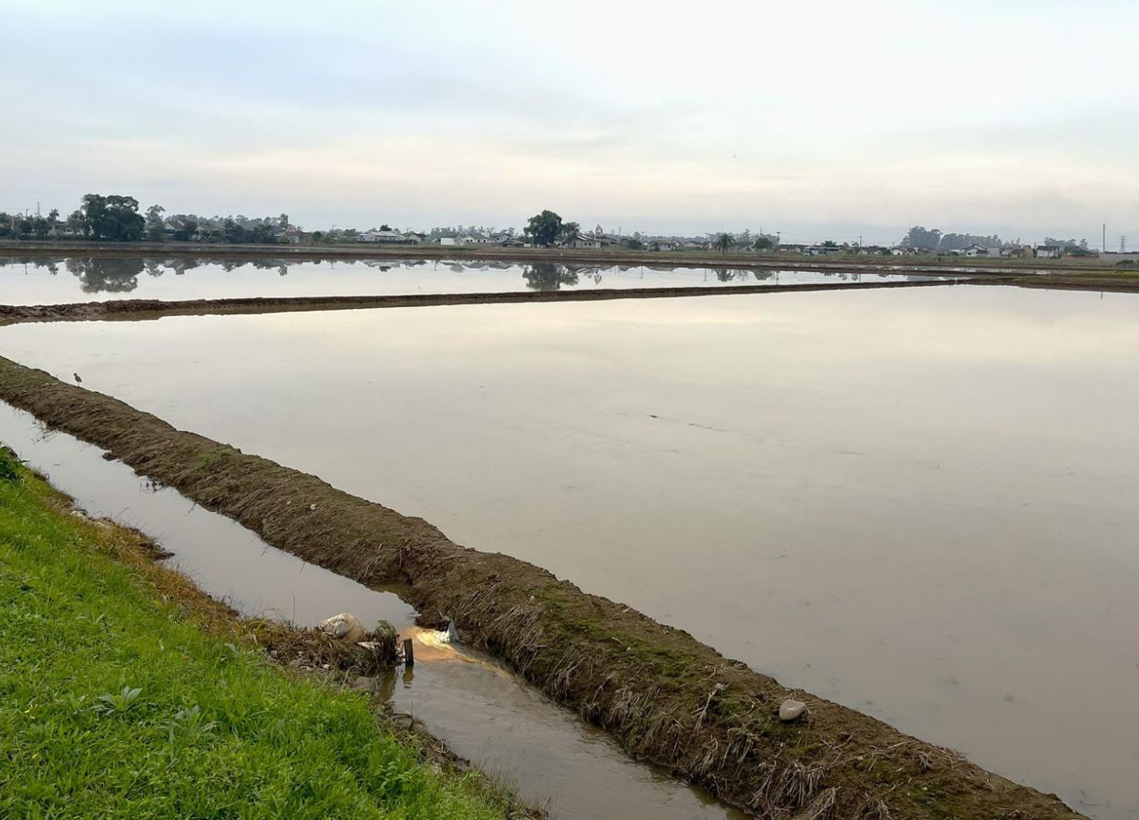 Arroz de SC inicia safra 2026/27 sob alerta climático