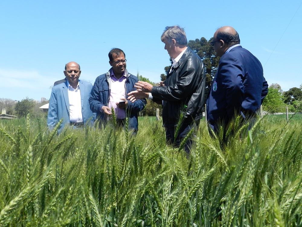Técnicos de Bangladesh buscam conhecimentos na Embrapa para aumentar a produção de trigo