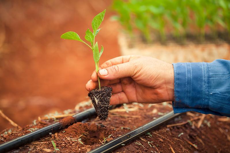 Redução do número de trabalhadores do agro na crise é menor frente a outros setores