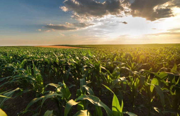 Valor Bruto da Produção Agropecuária atinge R$ 1,4 tri em maio