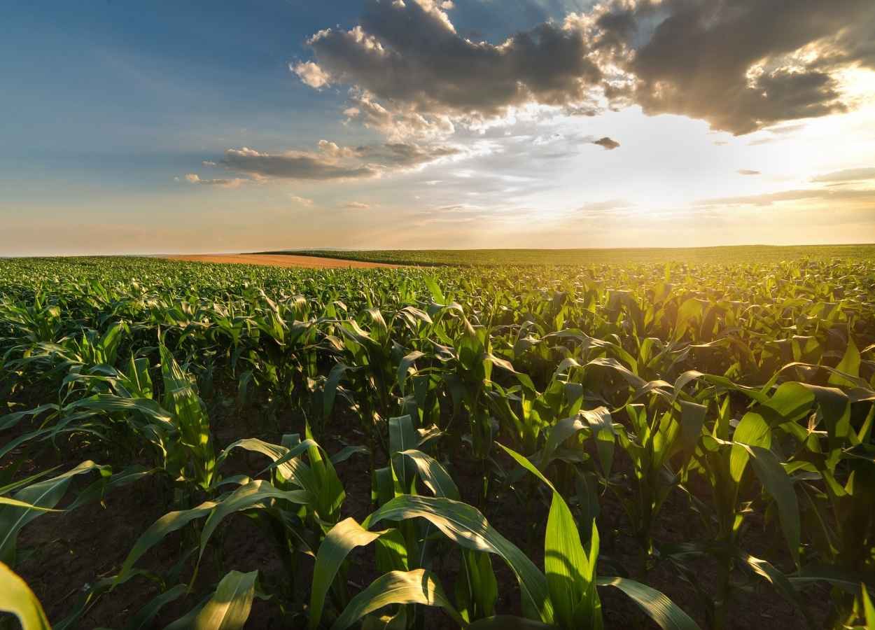 Valor Bruto da Produção Agropecuária atinge R$ 1,4 tri em maio