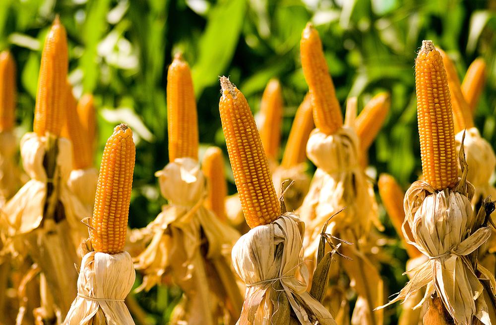 FMC divulga Soluções Combinadas Milho no AgroShow Disam