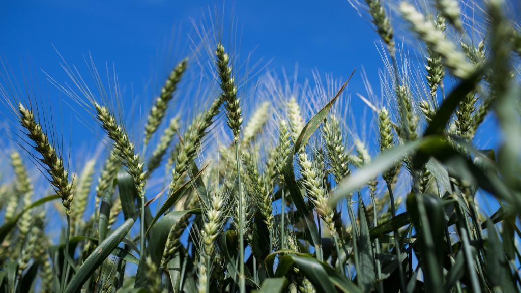Evolution of wheat from Rio Grande do Sul brought security and liquidity